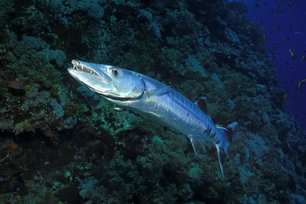 Barracuda species of fish navigating through the water