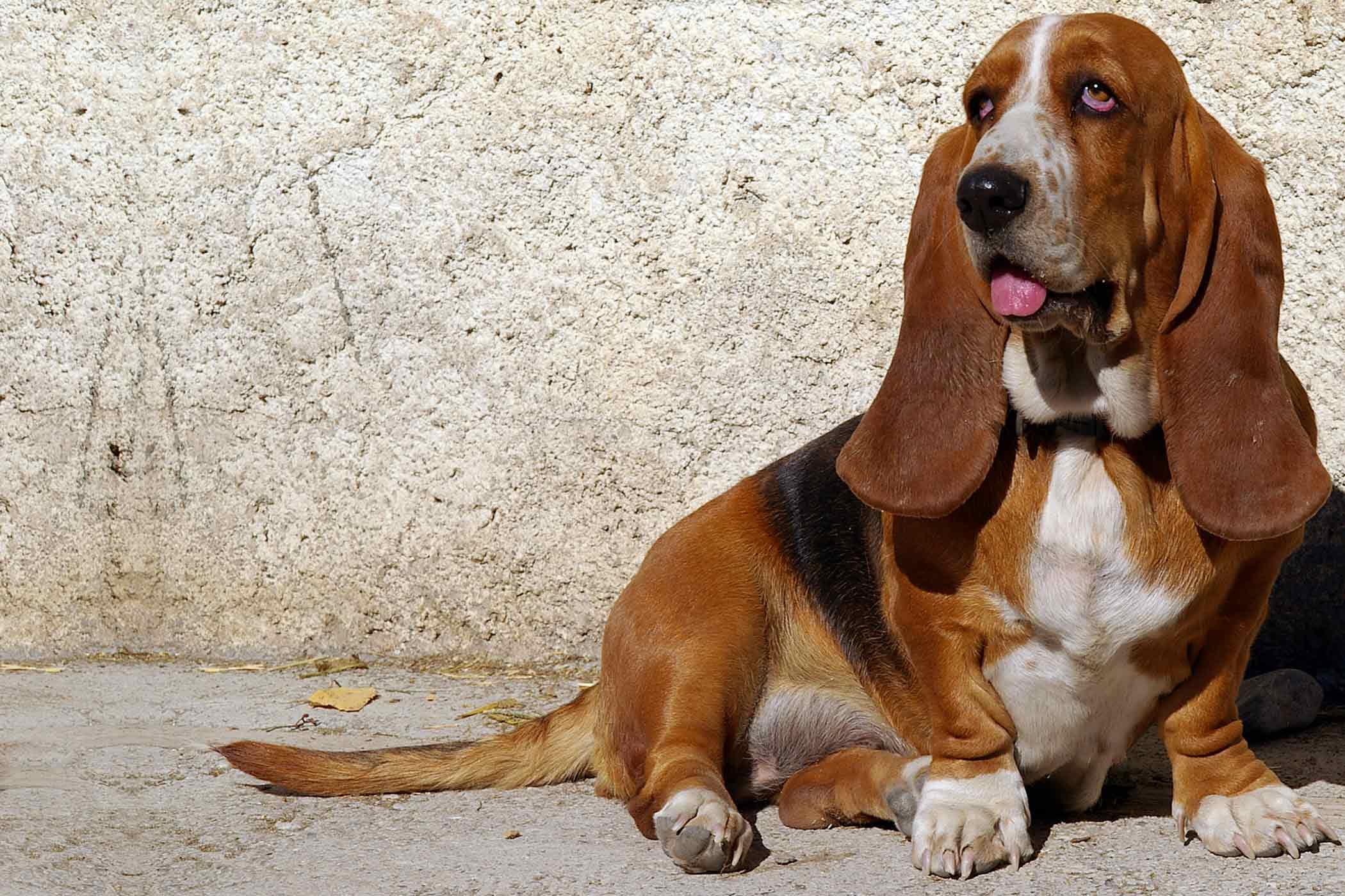 Basset hound dog breed