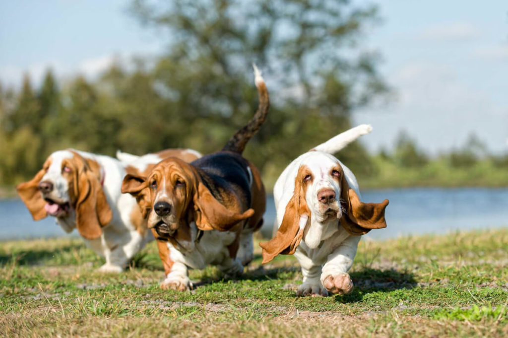 Basset hound breeds with good physical appearance