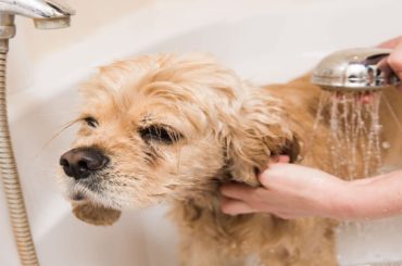 bathing your dog image