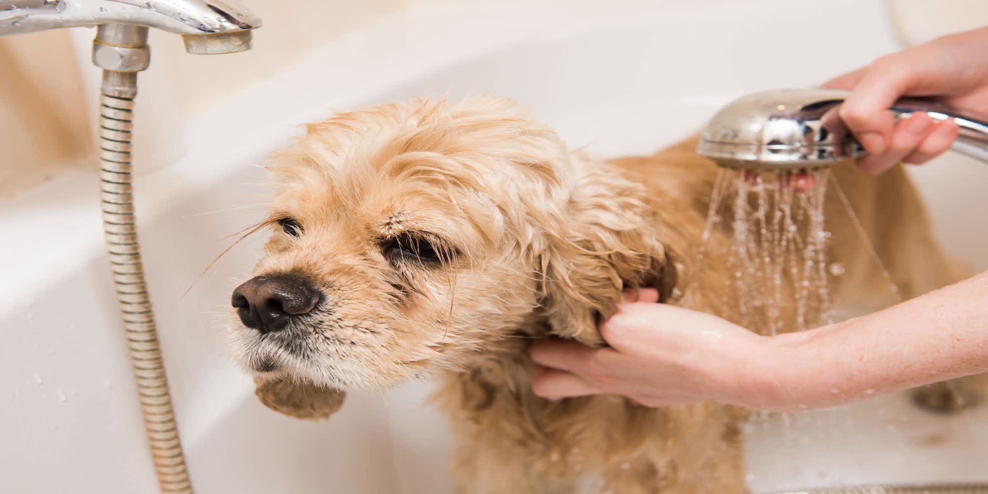 bathing your dog image