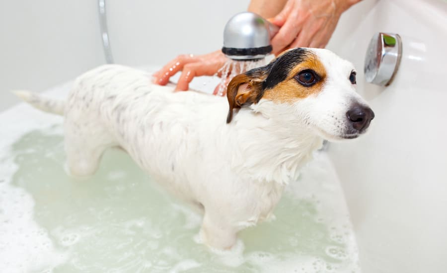 Bathing your dog steps