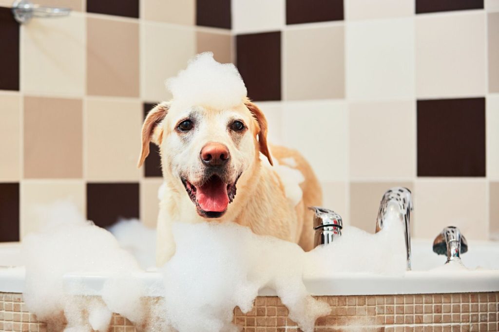A dog bathing inside a sink