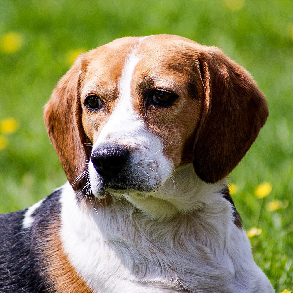Beagle dog breed