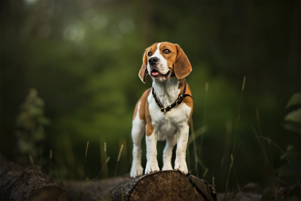 Beagle displaying good body structure