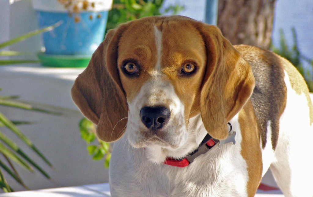 The Beagle dog breed standing