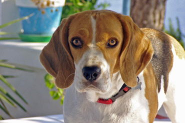 The Beagle dog breed standing