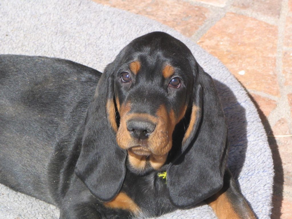 Black and tan coonhound dog breed lying down