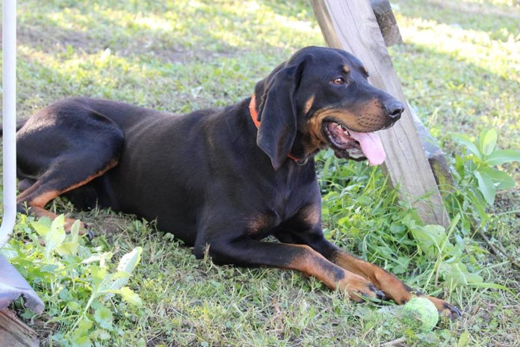 Black and tan coonhound dog lying down on grasses
