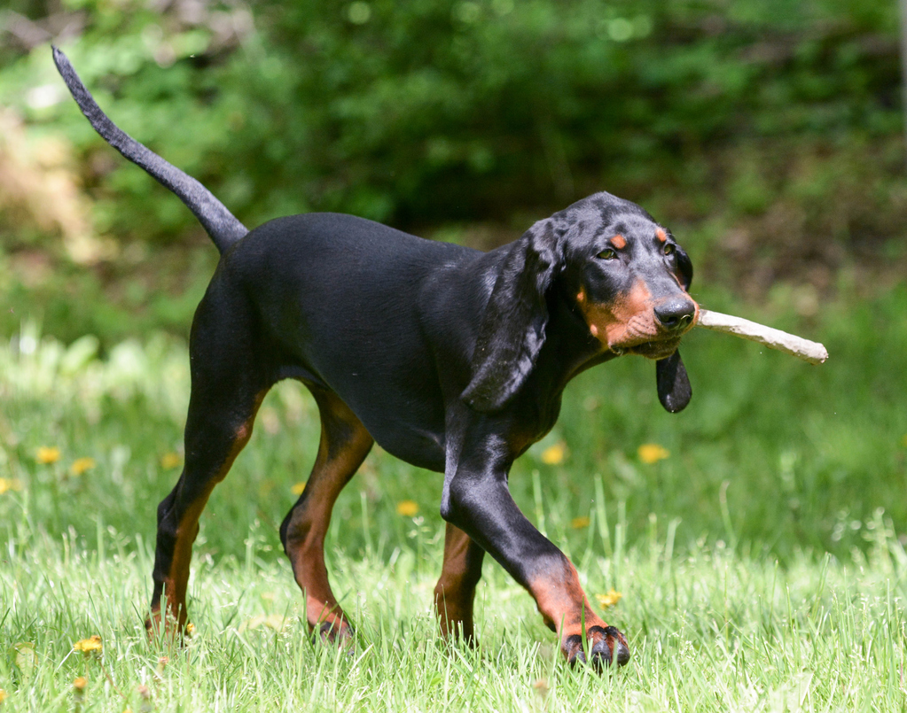 Black and tan coonhound displaying its behaviour