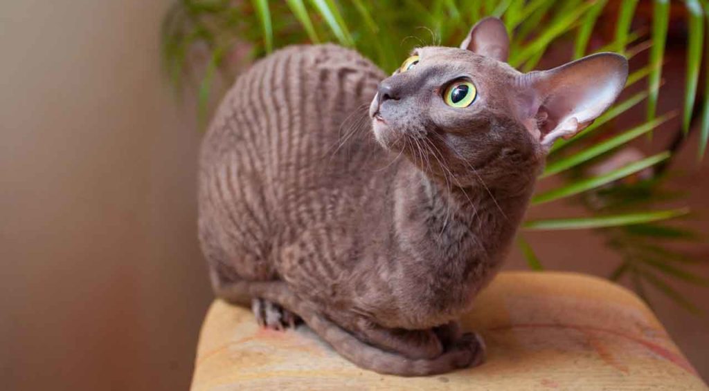 Cornish rex with good body structure