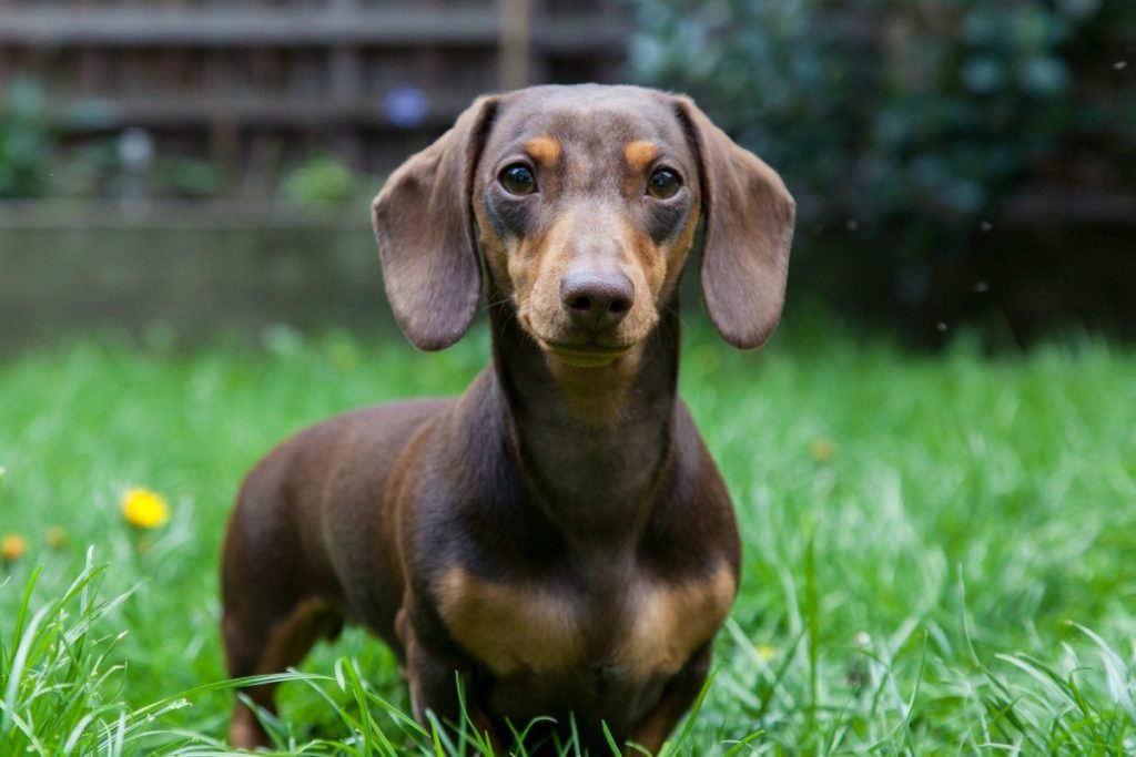 Dachshund with good physical appearance