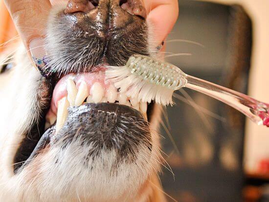Dental care :brushing their teeth in order to put it in good shape