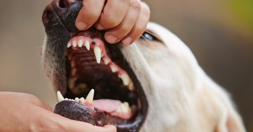 Dental care for dog