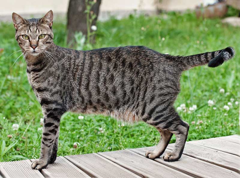 Egyptian mau with good body structure
