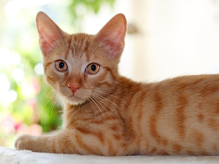 European shorthair with good body structure