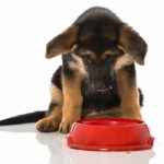 how much you should feed your German shepherd