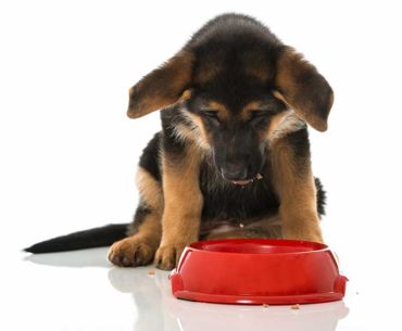 how much you should feed your German shepherd