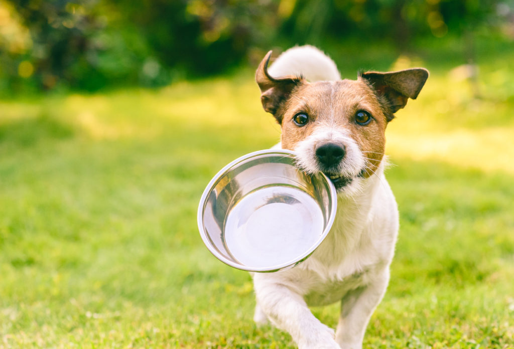 basic nutrient and feeding schedule for dog