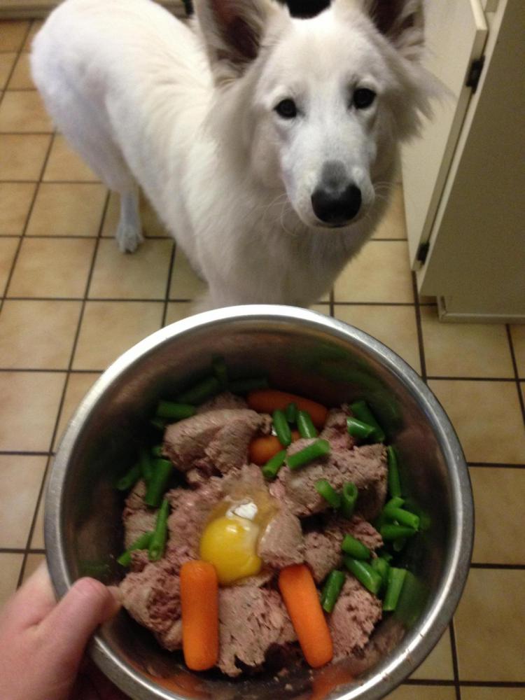 what to feed your German shepherd