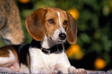American foxhound dog breed
