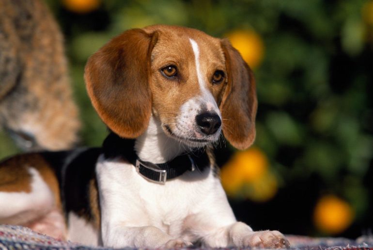 American foxhound dog breed