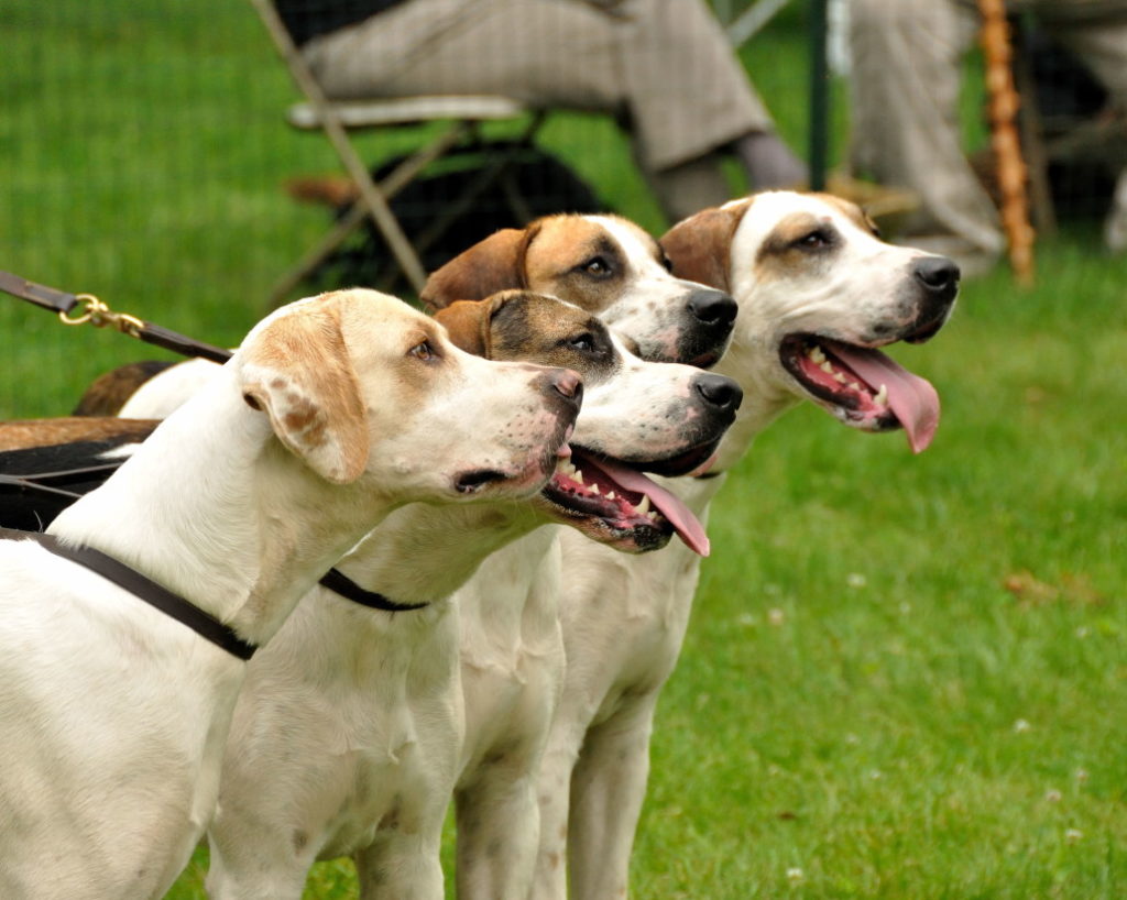American foxhound with good physical appearance