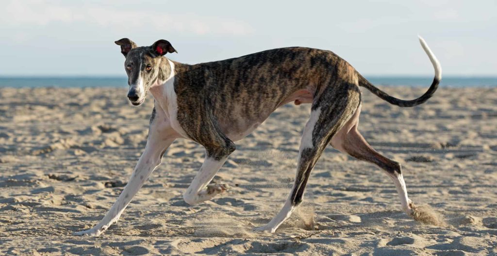 greyhound with good physical appearance