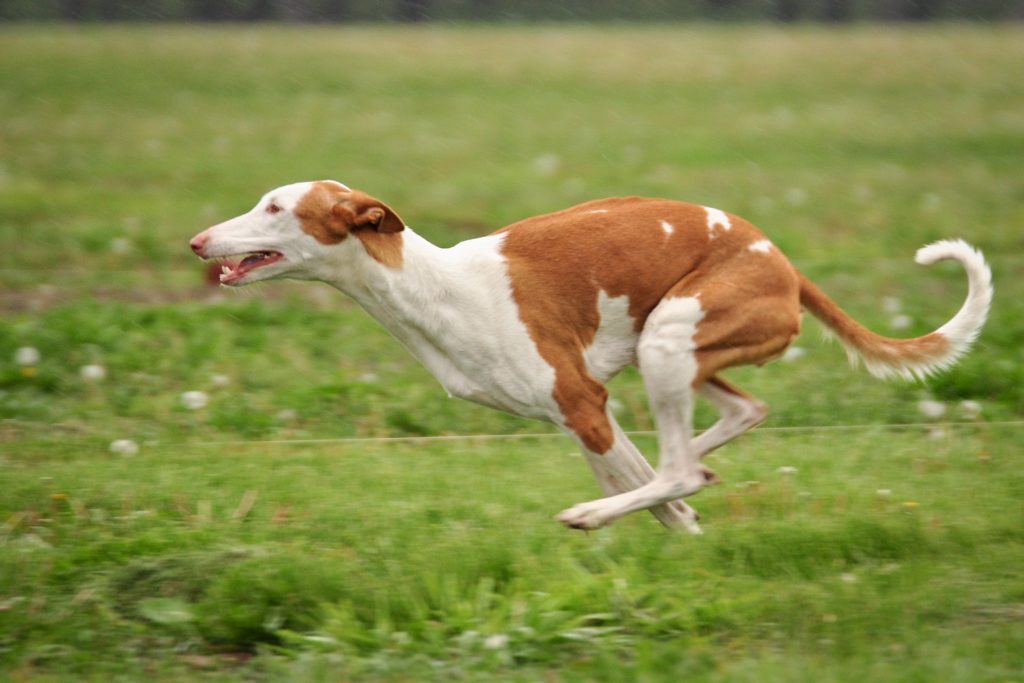 Ibizan hound dog breed