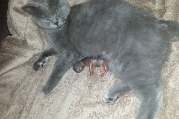 miscarriage in cat