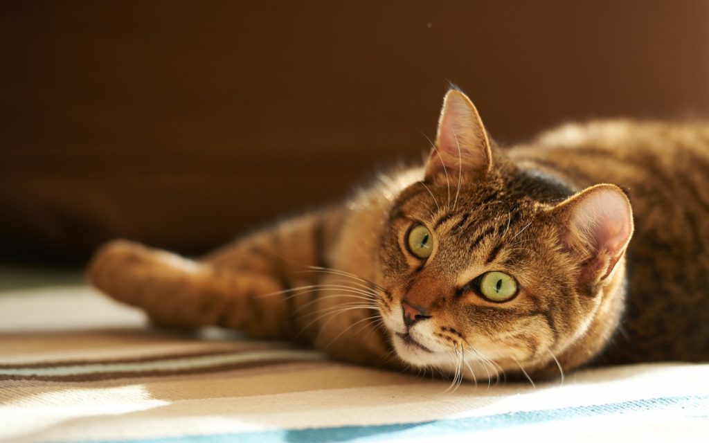 Vestibular disease in cat symptoms