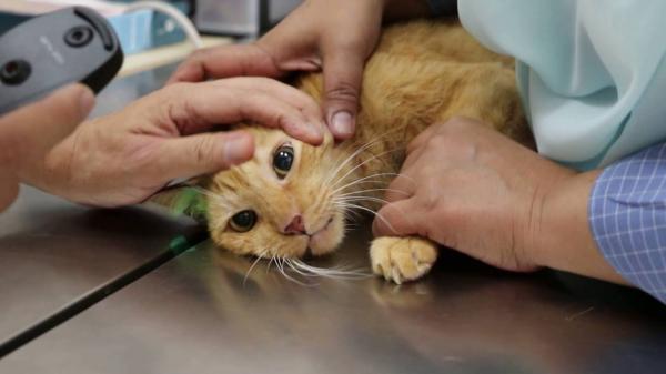A cat undergoing treatment of vestibular disease