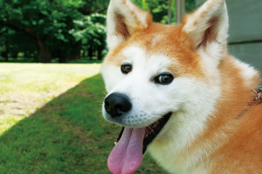 The Akita dog breed panting