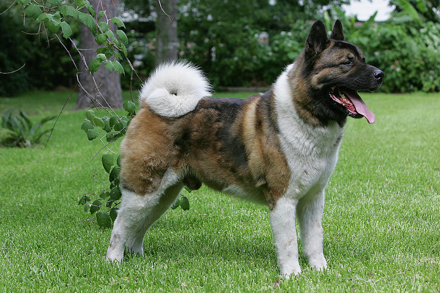 Physical Appearance of Akita dog