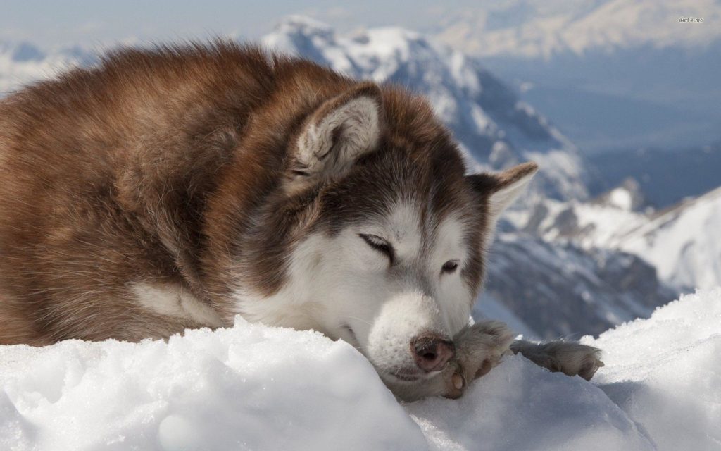 The Alaskan malamute dog breed sleeping on the snow ice