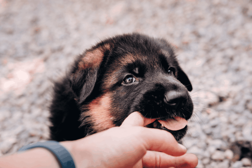 German shepherd pup with human finger in its mouth