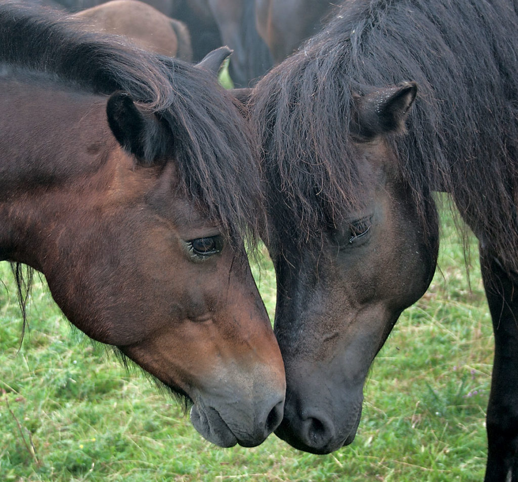 Bardigiano horse facing each other