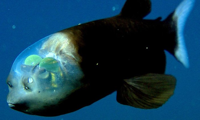 The Body structure of barreleye fish
