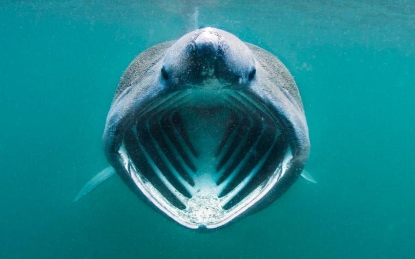 Basking shark fish 