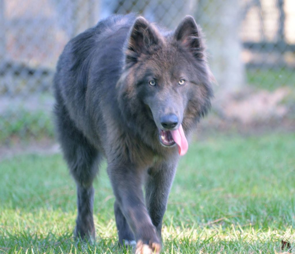 Blue bay shepherd with good body structure
