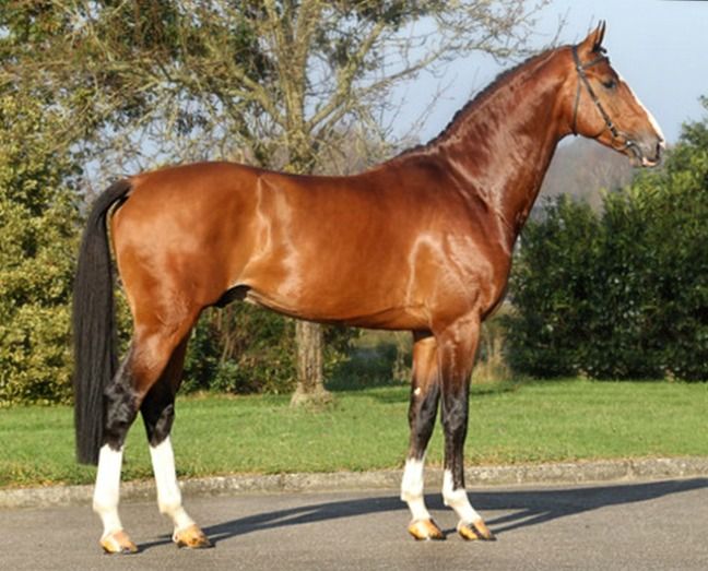 Belgian warmblood horse standing on its feets