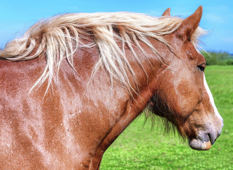 Caring of the belgian draft horse