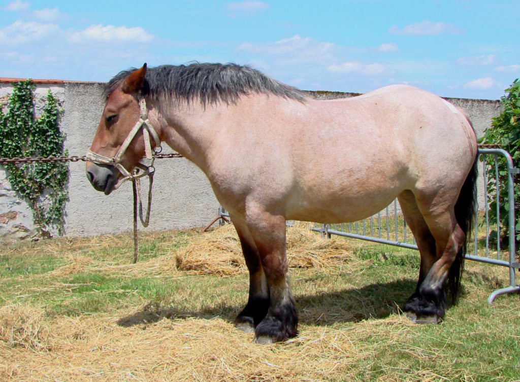 The body structure of belgian draft horse