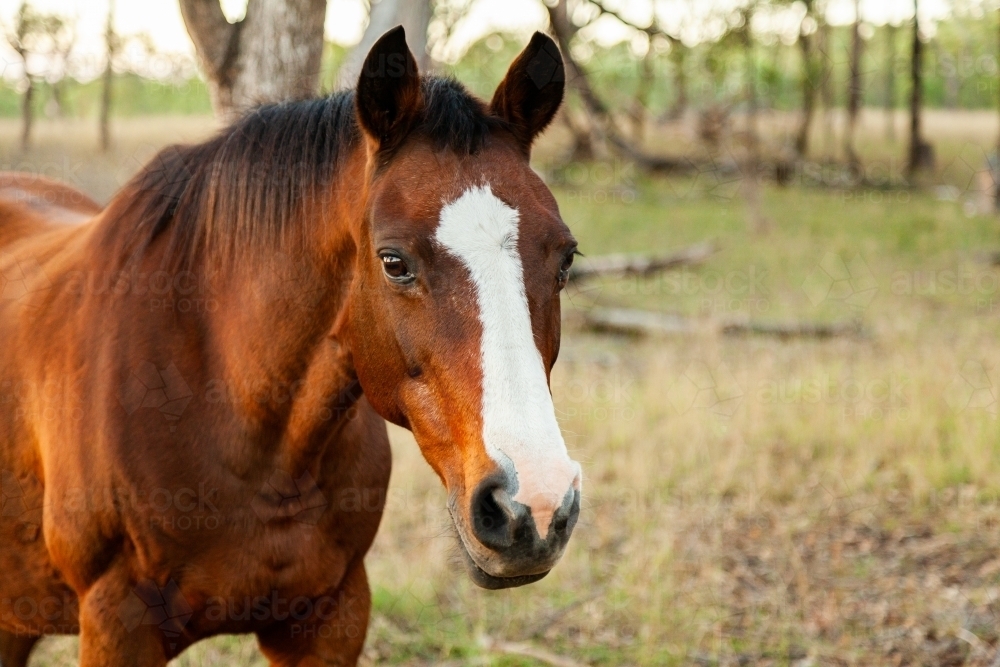 The Blazer Horse breed