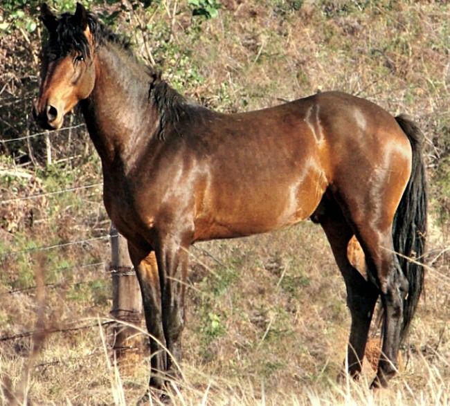 Full body description of boerperd horse