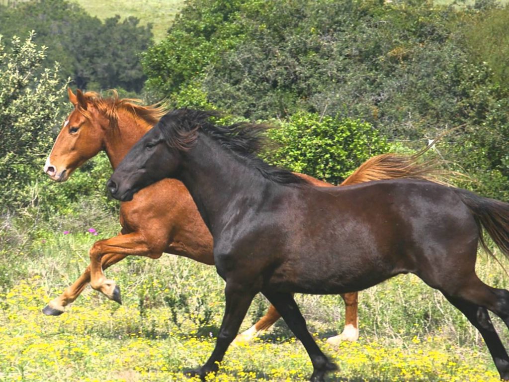 The boerperd horse breed