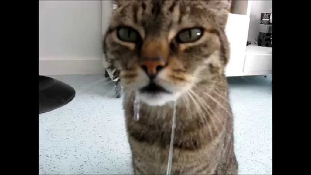 A cat with drooling trauma