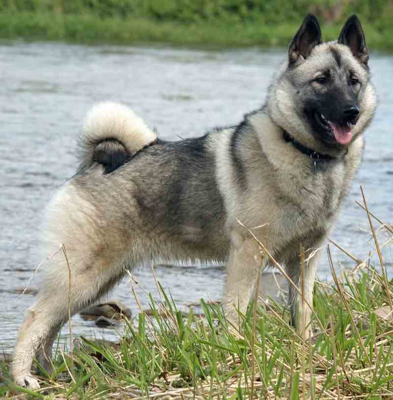 Norwegian elkhound physical appearance