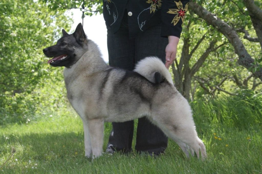 Norwegian Elkhound dog breed