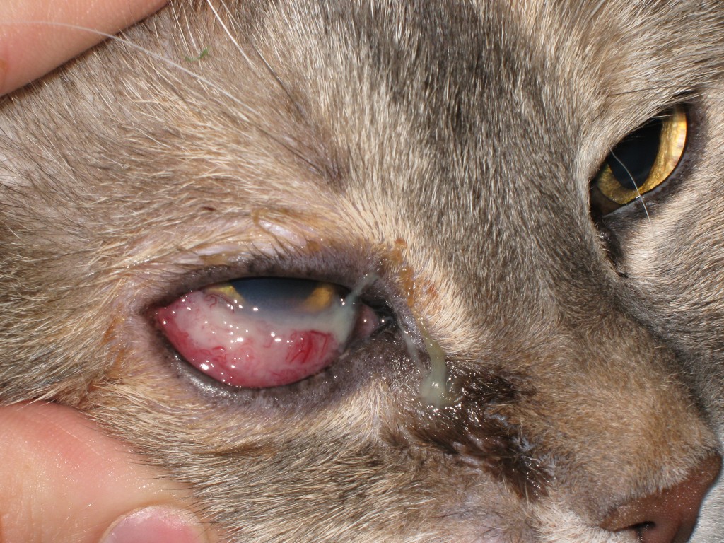 Eye Diseases in cat